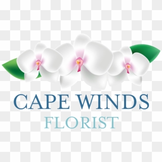 Cape Winds Florist - Moth Orchid, HD Png Download