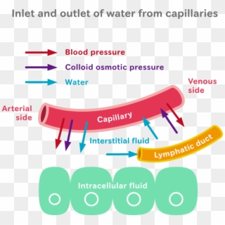 To Propose An Appropriate Method Of Fluid Intake Based - Water Distribution In Human Body, HD Png Download