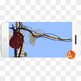 Circulatory System, HD Png Download