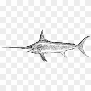 Tiger Shark Swordfish Requiem Sharks - Drawing Of A Swordfish, HD Png Download
