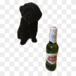 #i Do Not Drink Ok My Dog Name Is Stella And She Us - Beer Bottle, HD Png Download