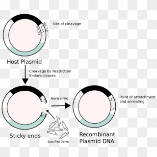 Recombinant Dna Non Bacterial Transformation, HD Png Download