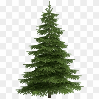 Christmas Trees - Transparent Pine Tree Png, Png Download
