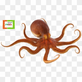 Octopus Png, Transparent Png