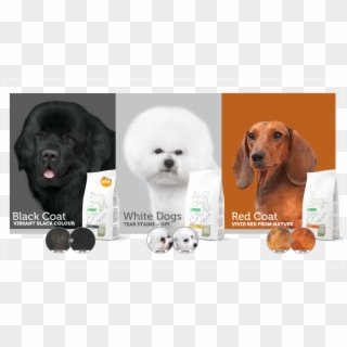 The New Superior Care Standard For White Dogs, Red - Companion Dog, HD Png Download