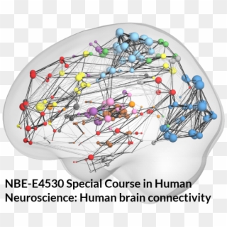 Connectivity Of The Brain, HD Png Download