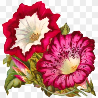 Brought To Life In The Very Pretty Flower Artwork - Morning Glory, HD Png Download