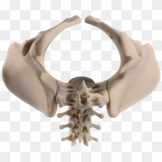 Female - Skull, HD Png Download