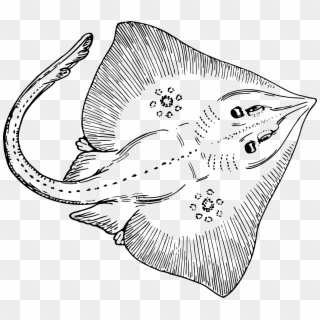 Skate Ray Vector Clipart Image - Stingray Black And White, HD Png Download