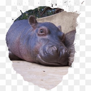 Infant , Png Download - Hippopotamus, Transparent Png