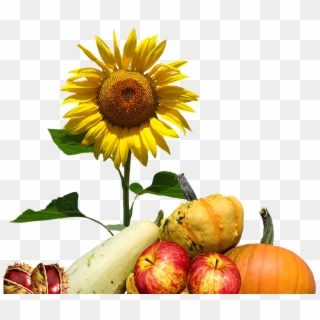 Herbst, Sonnenblume, Erntedank, Oktober, Herbstlich - 太阳 花 素材, HD Png Download