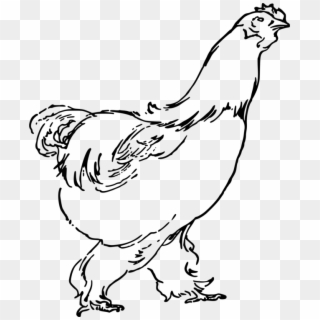 Rooster Chicken Drawing Landfowl Poultry - Hen Drawing Png, Transparent Png