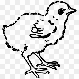 Baby Chick Clip Art - Chick Clip Art Black And White, HD Png Download