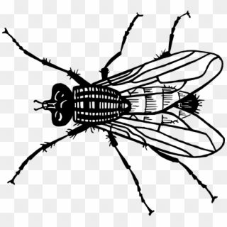 Fly Insect Drawing, HD Png Download