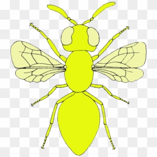 Fly Clipart Mosca - Net-winged Insects, HD Png Download