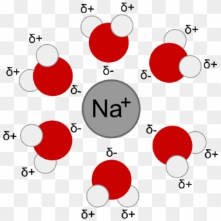 Hydrated Na H2o Cation - Nacl In Water, HD Png Download