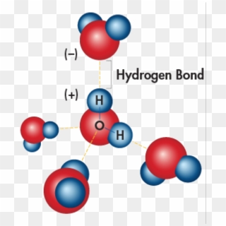 Hydrogen Bonding Is The Effect Of Water Molecules Attracted - Properties Of Water Cohesion, HD Png Download