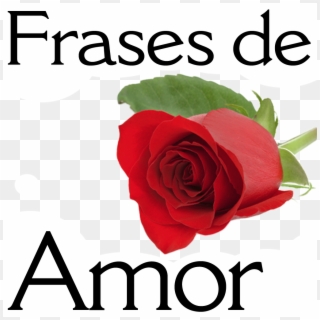 Frases Amor Para Compartir - Garden Roses, HD Png Download