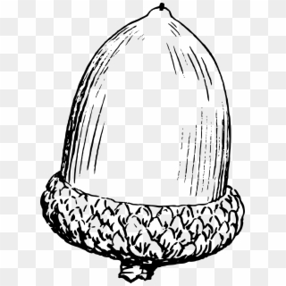 Acorn Drawing At Getdrawings - Nut Black And White, HD Png Download