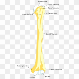 This Drawing Of The Humerus Shows How It Attaches Proximally - Parts Of Arm Bone, HD Png Download