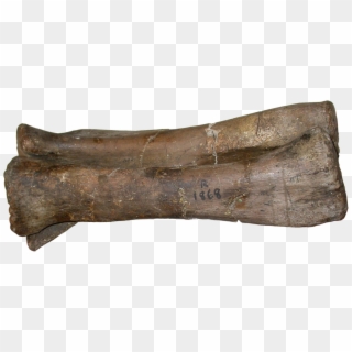 What About The Forearm Of “pelorosaurus” Becklesii - Driftwood, HD Png Download