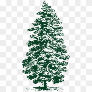 Pine Drawing Conifer Tree - Part Of Pine Tree, HD Png Download