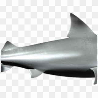 Bull Shark Clipart Gray Shark - Bronze Hammerhead Shark, HD Png Download