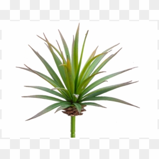 5 Yucca Pick Green Burgundy - Agave, HD Png Download