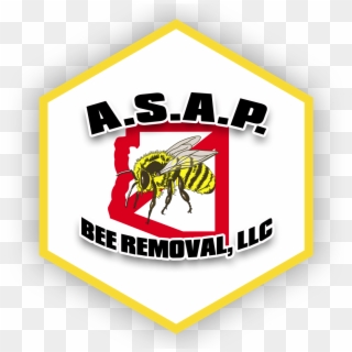 A - S - A - P - Bee Removal, Az - Apimed, HD Png Download