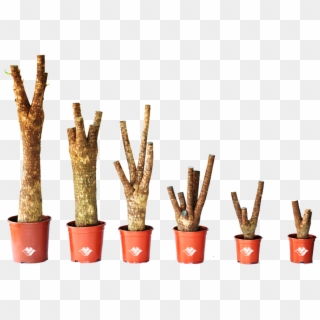 Branched/trunk - Flowerpot, HD Png Download