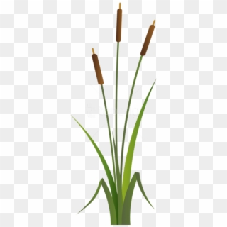 Free Png Download Bulrush Png Images Background Png - Bulrush Clipart, Transparent Png