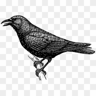 Crow - Black And White Images Of Crow, HD Png Download