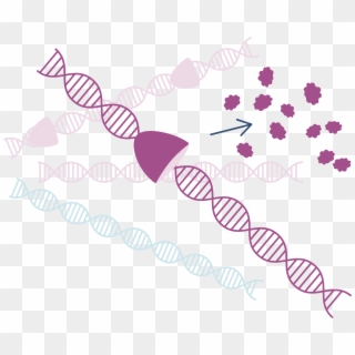 The Self-limiting Gene Can Be Turned Off With An Antidote, HD Png Download