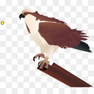 Bird Clipart - Osprey Clip Art, HD Png Download