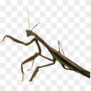 Download - Stick Insect Png, Transparent Png