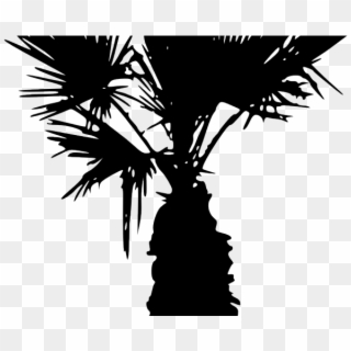Palm Tree Clipart Shadow - Silhouette, HD Png Download