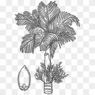 Betelnut, Areca, Nut, Tree, Flowers, Areca Palm - Areca Tree Drawing, HD Png Download