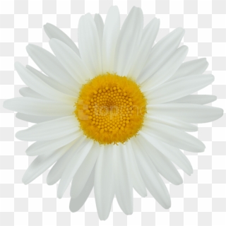 Cricket, Daisy, Clip Art, Daisies, Illustrations - White Daisy Flower, HD Png Download