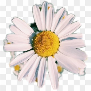 Royalty Free Stock Photo Photography Af Flower White - Transparent Aesthetic Flower Png, Png Download