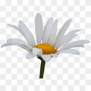 The Little Prince - Daisy Flower Transparent Background, HD Png Download
