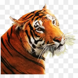 angry tiger png