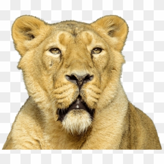 Lion Close Up - Female Lion Png, Transparent Png