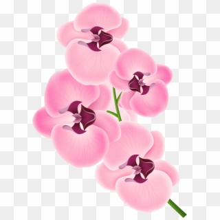 Flowers Clipart Cuban - Pink Orchid Clipart, HD Png Download
