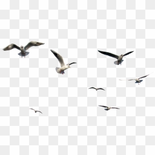 Birds Flying Png Bird Png Images Vectors And Psd Files - Transparent Flying Bird Gif, Png Download