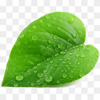 Green Leaf Png - Leaf With Water Droplet, Transparent Png
