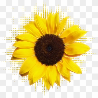 Click And Drag To Re-position The Image, If Desired - Sunflower, HD Png Download