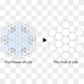 'la Flor De La Vida' - Fruit Of Life Png File, Transparent Png