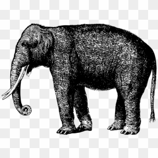 Animal Elephant Mammal - เวก เตอร์ กราฟิก รูป ช้าง, HD Png Download