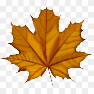 Faℓℓ ‿✿⁀○ - Norway Maple Tree Leaf, HD Png Download