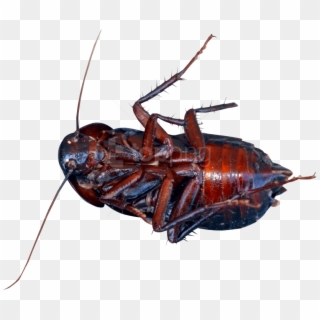 Free Png Download Cockroach Png Images Background Png - Cockroach Png, Transparent Png